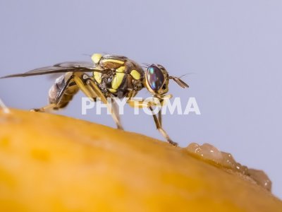Bactrocera invadens